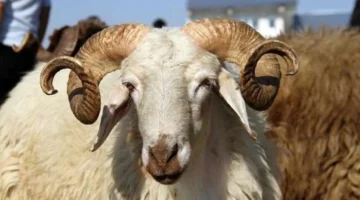 ترقب موعد عيد الأضحى وتفاصيل أيام الإجازة الرسمية في الدولة والقطاعات